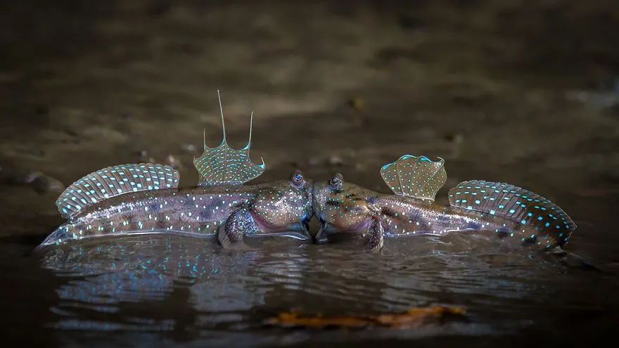 comedy wildlife photography awards finalists 2018 6 5b9b575c5a921 880