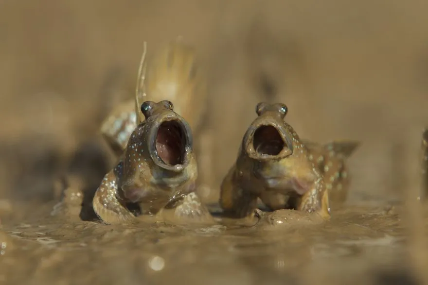 comedy wildlife photography awards winners 2017 10 5a33d73e317f9 880