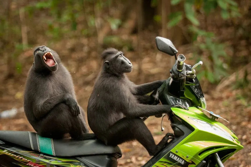 comedy wildlife photography awards winners 2017 12 5a33d7424c88d 880