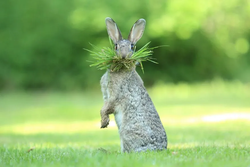 comedy wildlife photography awards winners 2017 13 5a33d7446af6c 880
