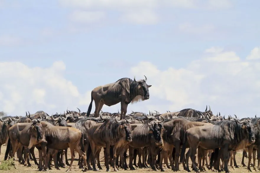 comedy wildlife photography awards winners 2017 14 5a33d74665915 880