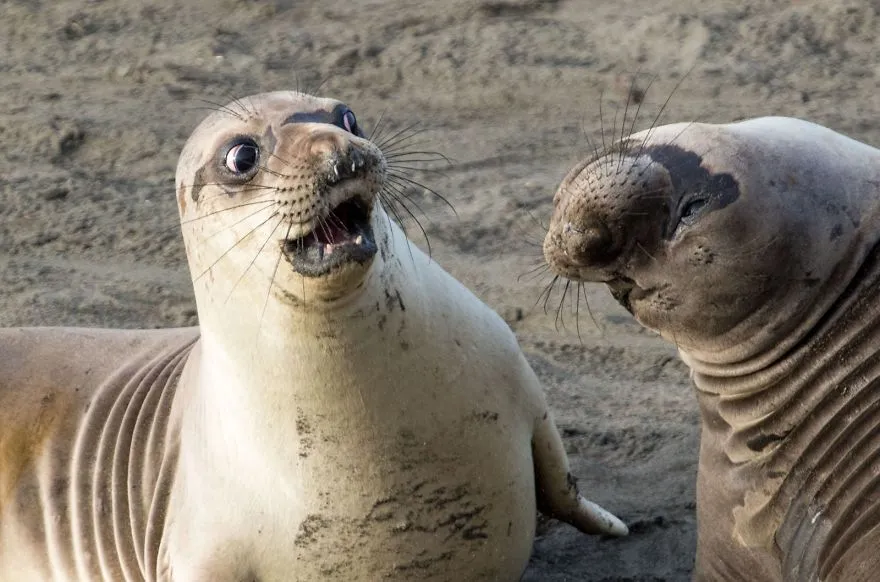 comedy wildlife photography awards winners 2017 9 5a33d73c56747 880