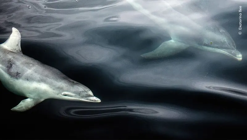 ekaterina bee wildlife photographer of the year 1024x580 1