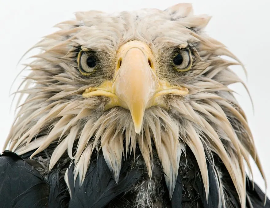 finalists wildlife photographer of the year 2017 1 59ba29574fc9a 880