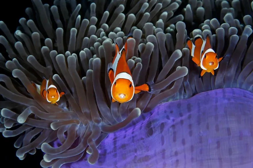 finalists wildlife photographer of the year 2017 11 59ba294b79350 880