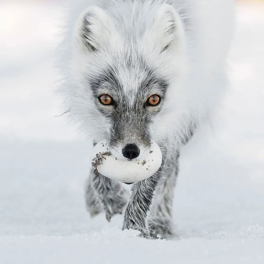 finalists wildlife photographer of the year 2017 13 59ba29530f947 880