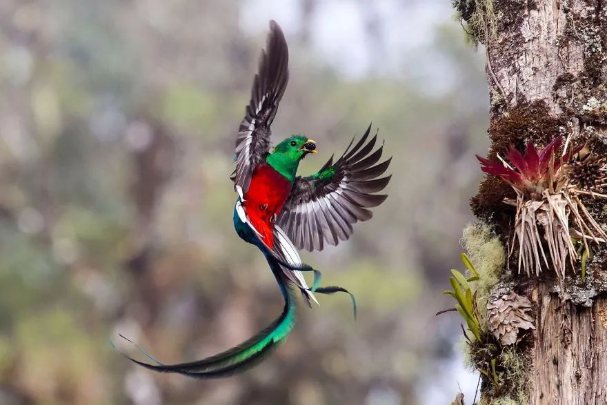 finalists wildlife photographer of the year 2017 3 59ba295d19842 880