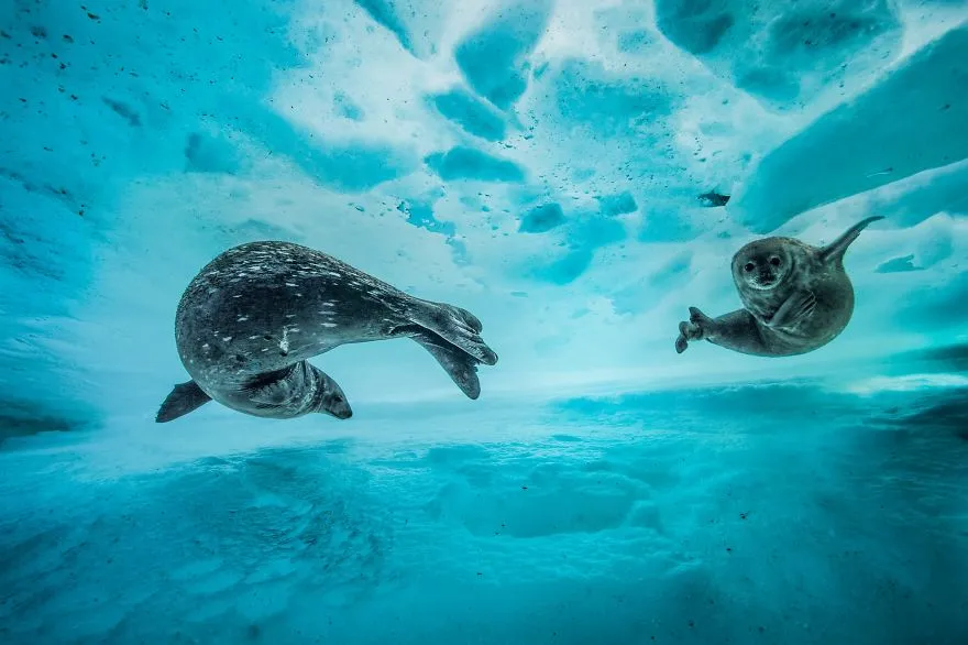 finalists wildlife photographer of the year 2017 5 59ba296527490 880