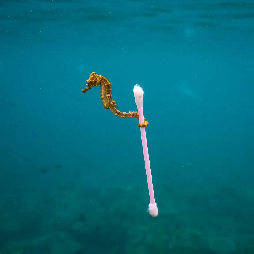 finalists wildlife photographer of the year 2017 8 59ba294270cb7 880