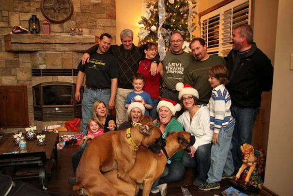 funny dog photobombs 17 58ece50af09d1 605