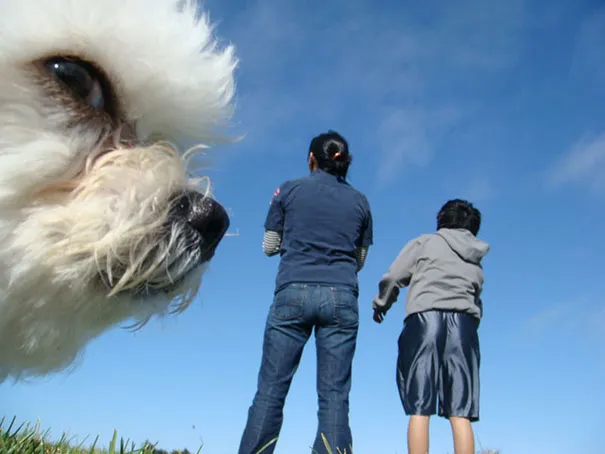 funny dog photobombs 3 58ecb8d30a258 605