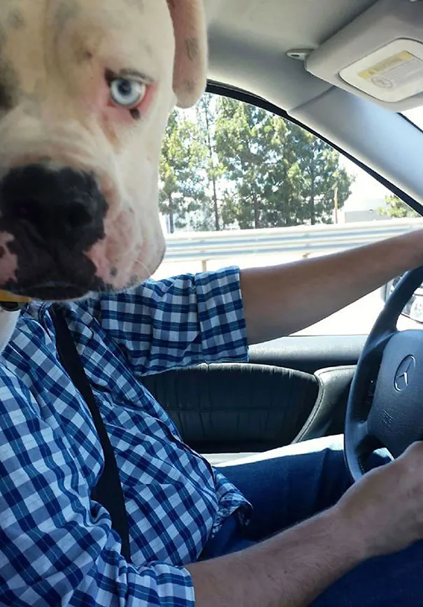 funny dog photobombs 8 58ecd66f74f5c 605