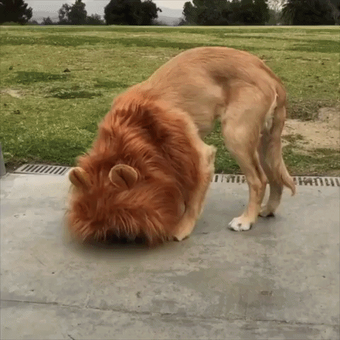 giphy