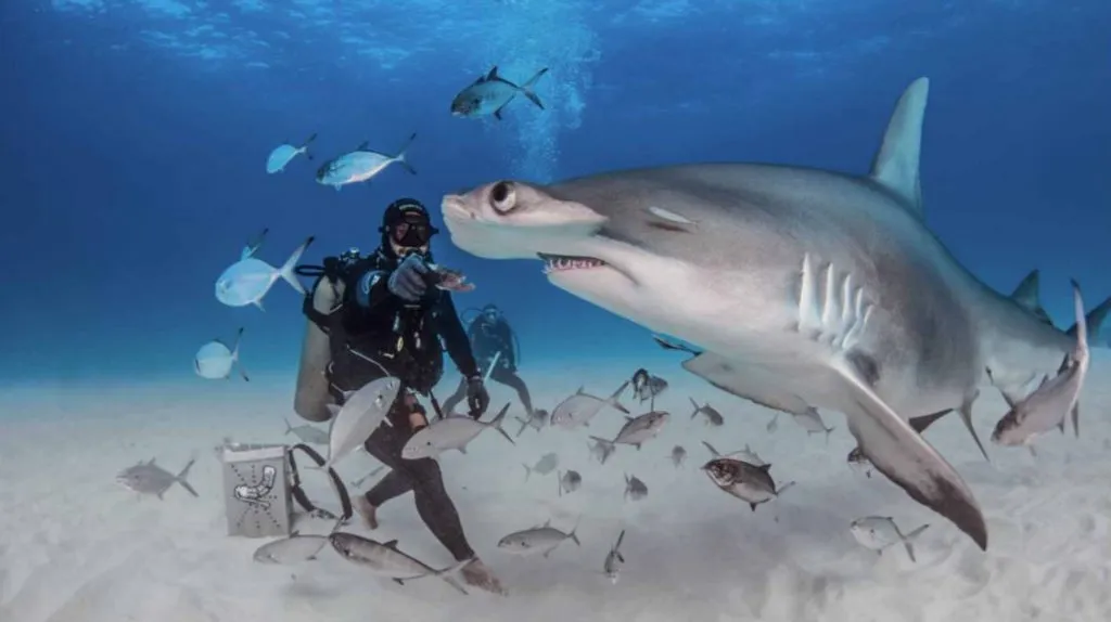 great hammerhead sharks picture 1024x574