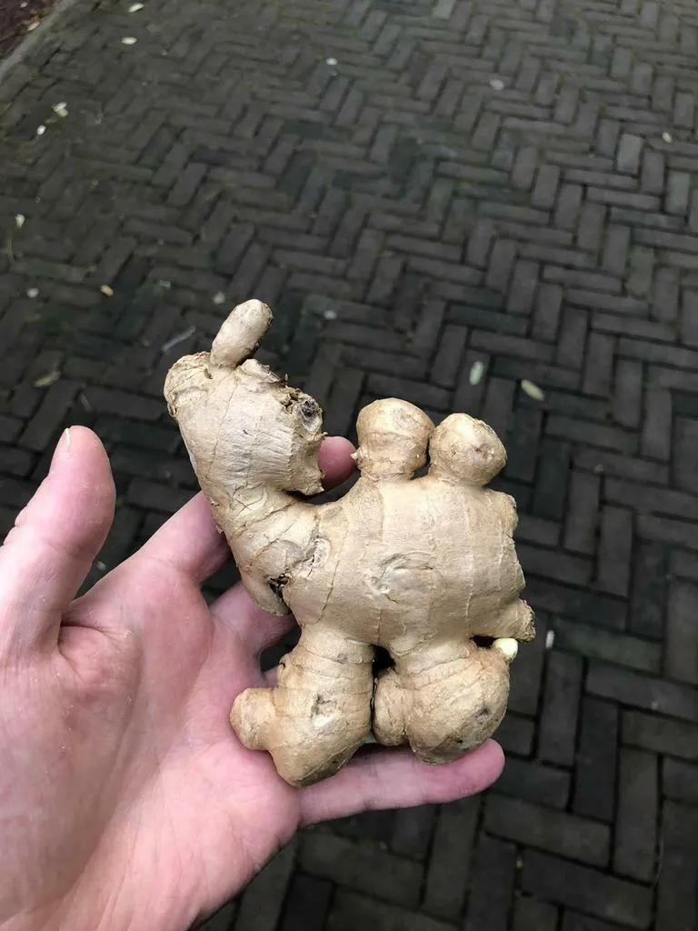 kameeltje gember