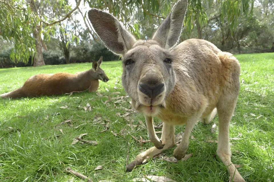 kangaroo 1186177 960 720