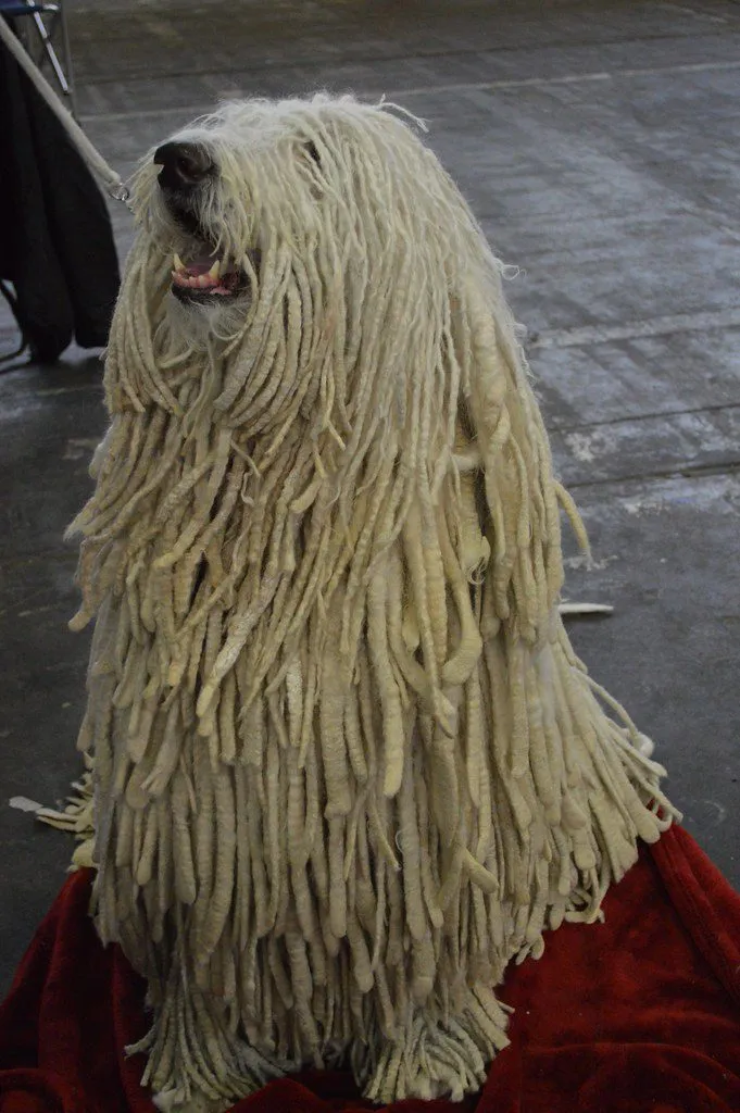 komondor 681x1024