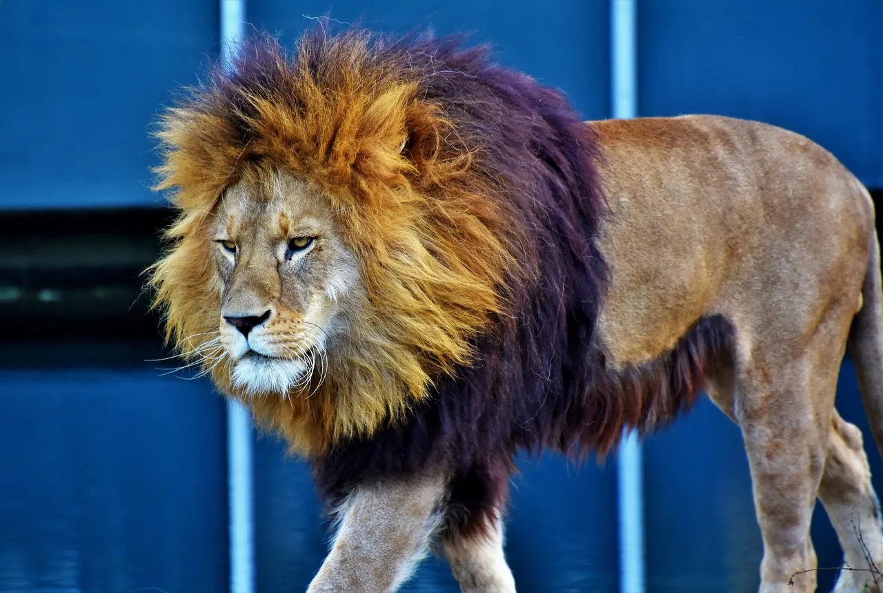 lion 3061046 1280