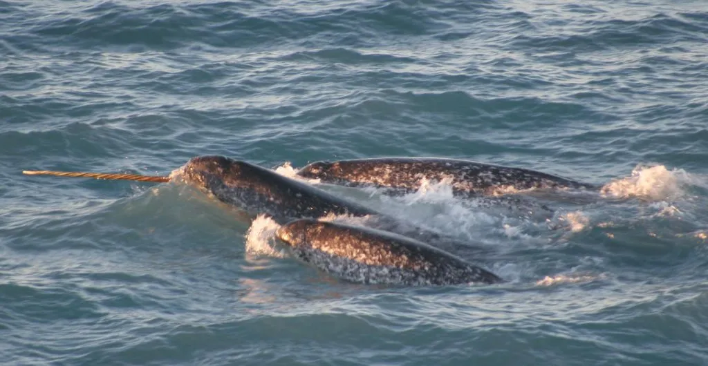 narwhal wikimedia commons 1024x530