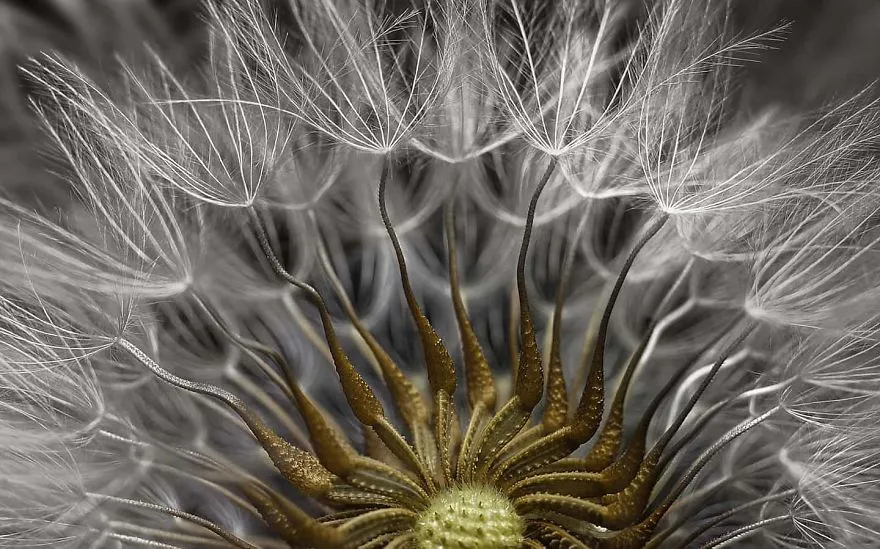 nikon small world photomicrography competition 2017 winners 59db1998839f9 880