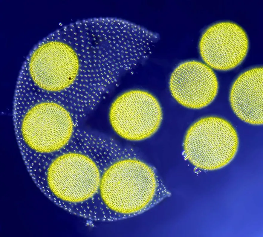 nikon small world photomicrography competition 2017 winners 59db19d3dacc0 880