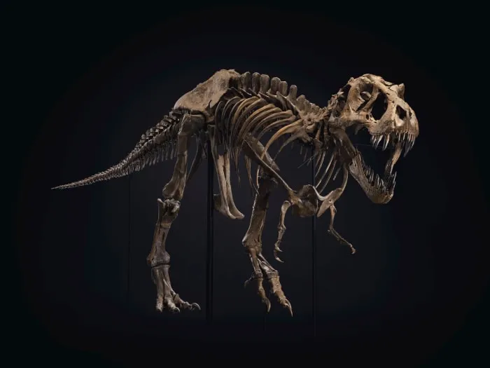 stan t rex 1