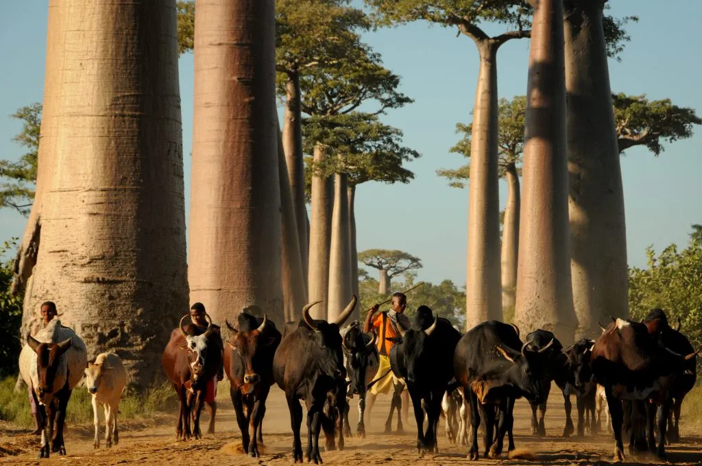 sur la iri madagascar avenue des baobabs 1024x680
