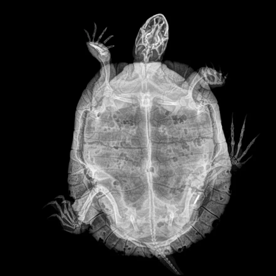xray pictures photos zoo animals oregon oregonzoo 14 5bd02872110df 880