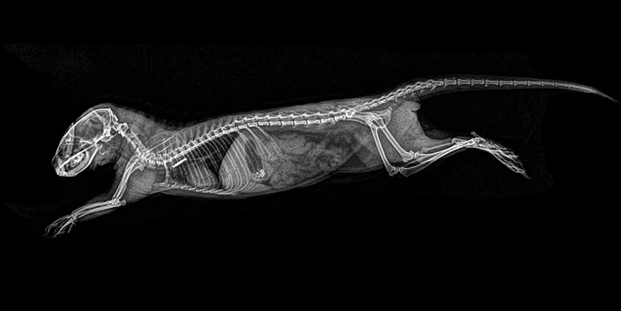 xray pictures photos zoo animals oregon oregonzoo 5 5bceed4d2ccdd 880