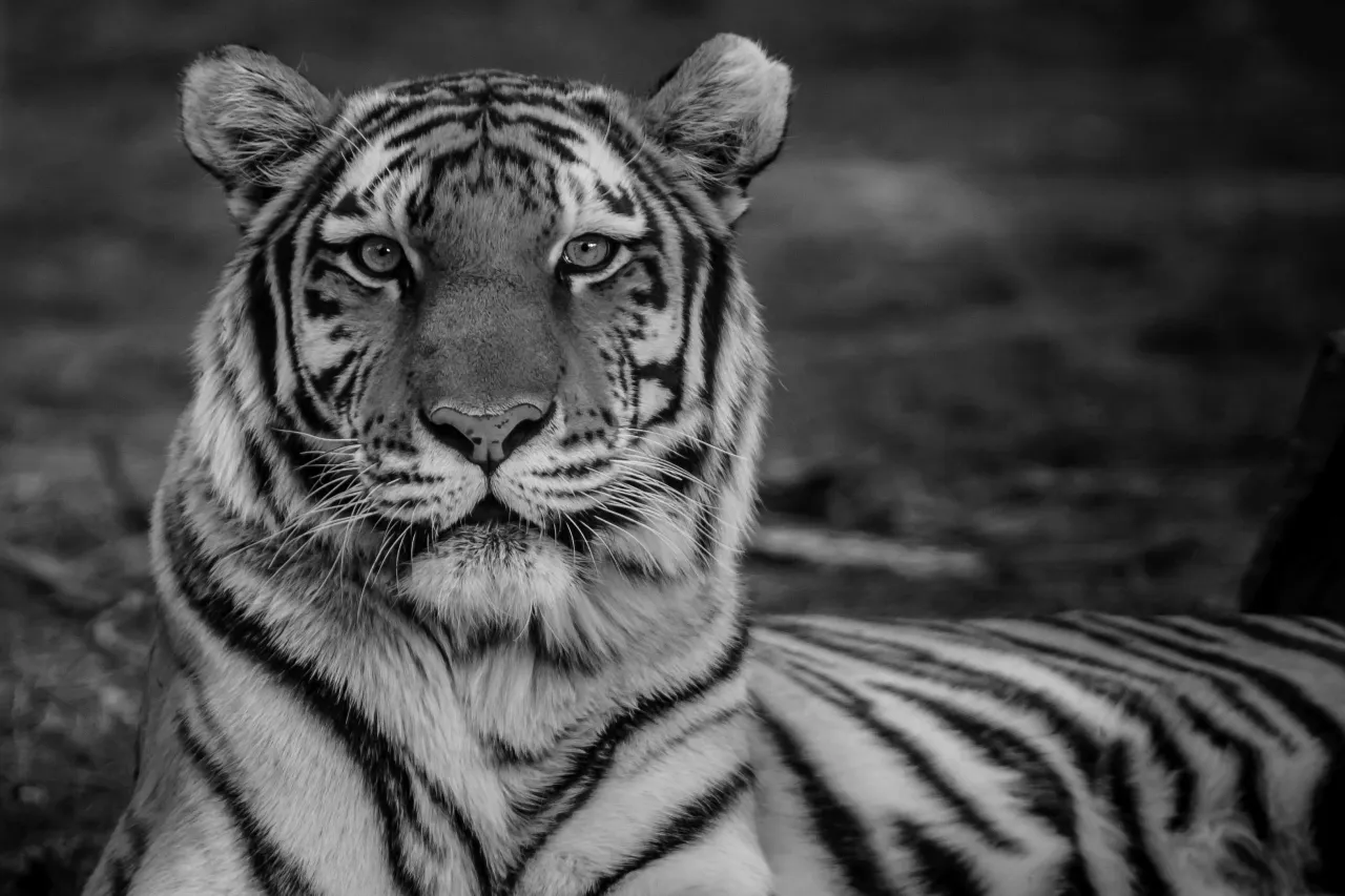 zwart wit tijger scaled