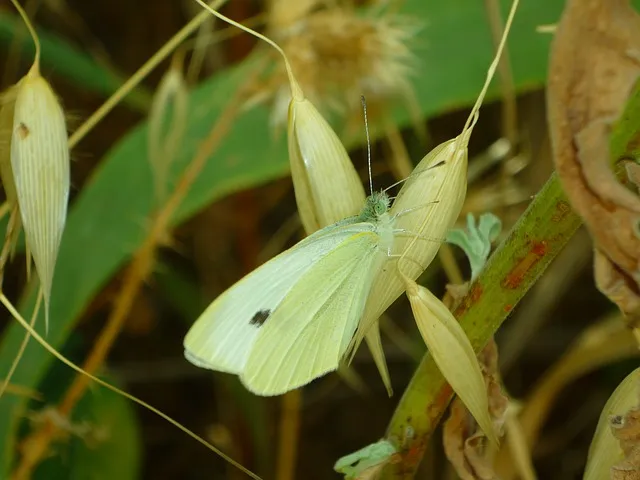 mimicry ge961af282 640