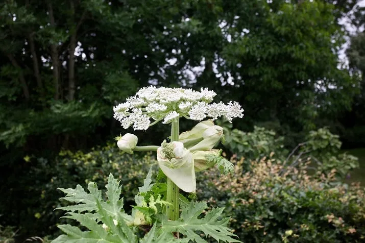 berenklauw 1
