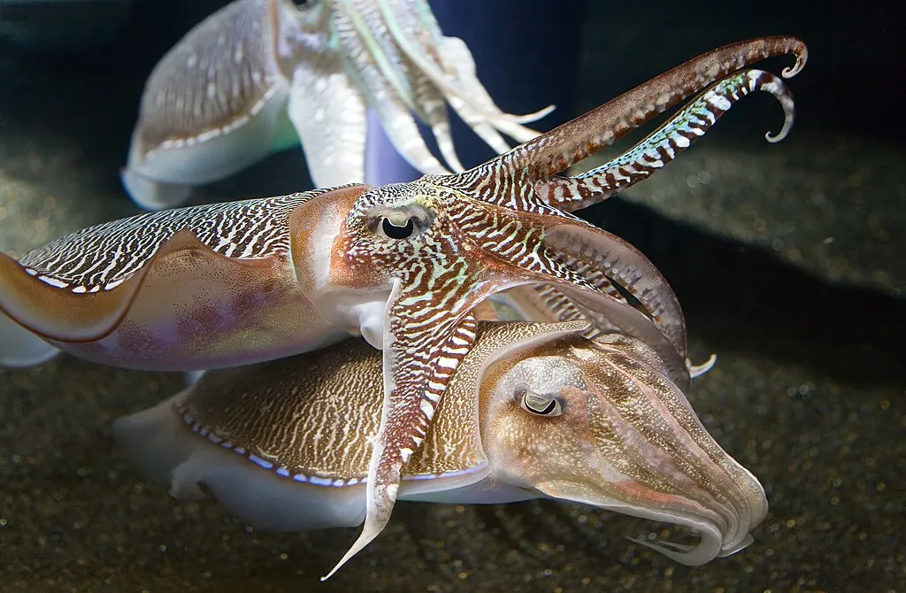 1024px georgia aquarium cuttlefish jan 2006