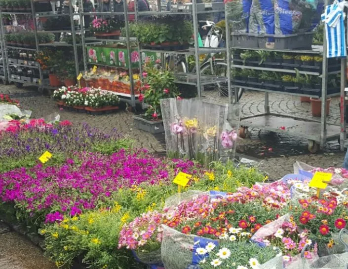 bloemen gekleurd
