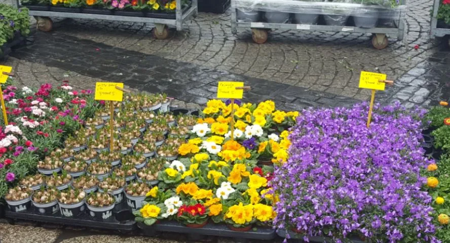 bloemen1