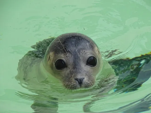 seal 751684 640