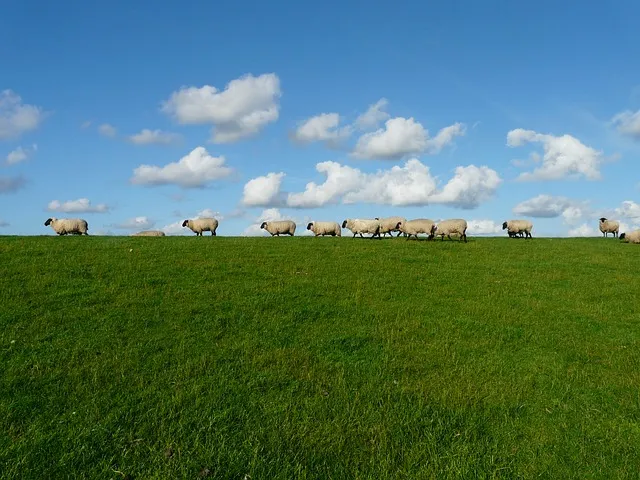 sheep 57706 640