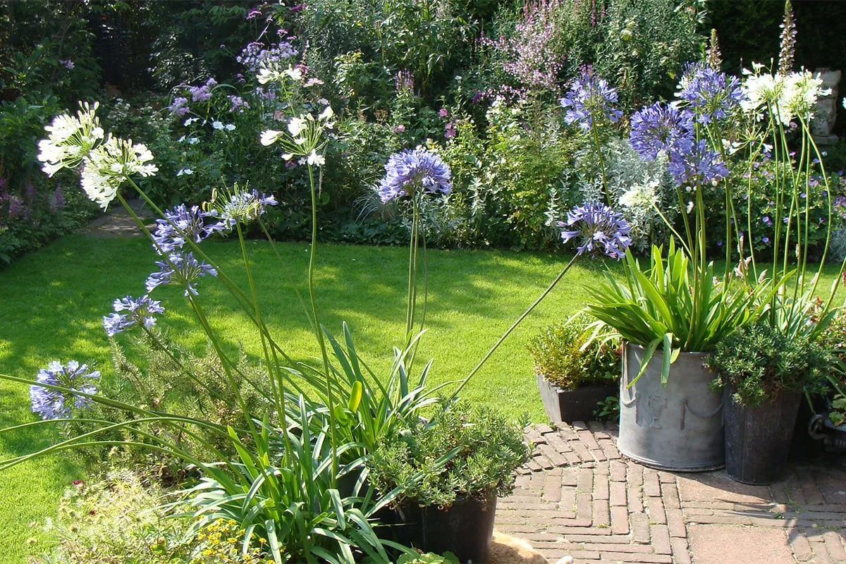 agapanthus op trap