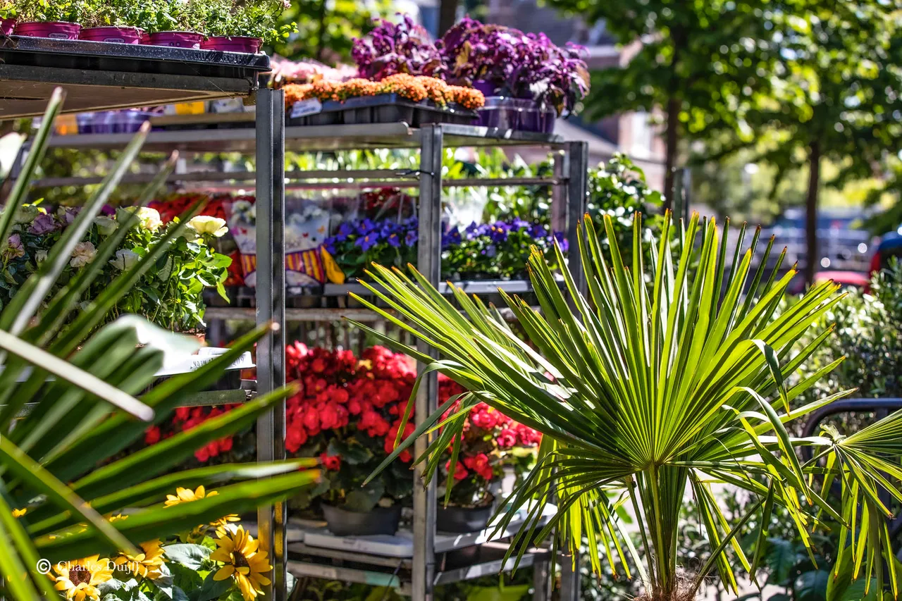 bloemen