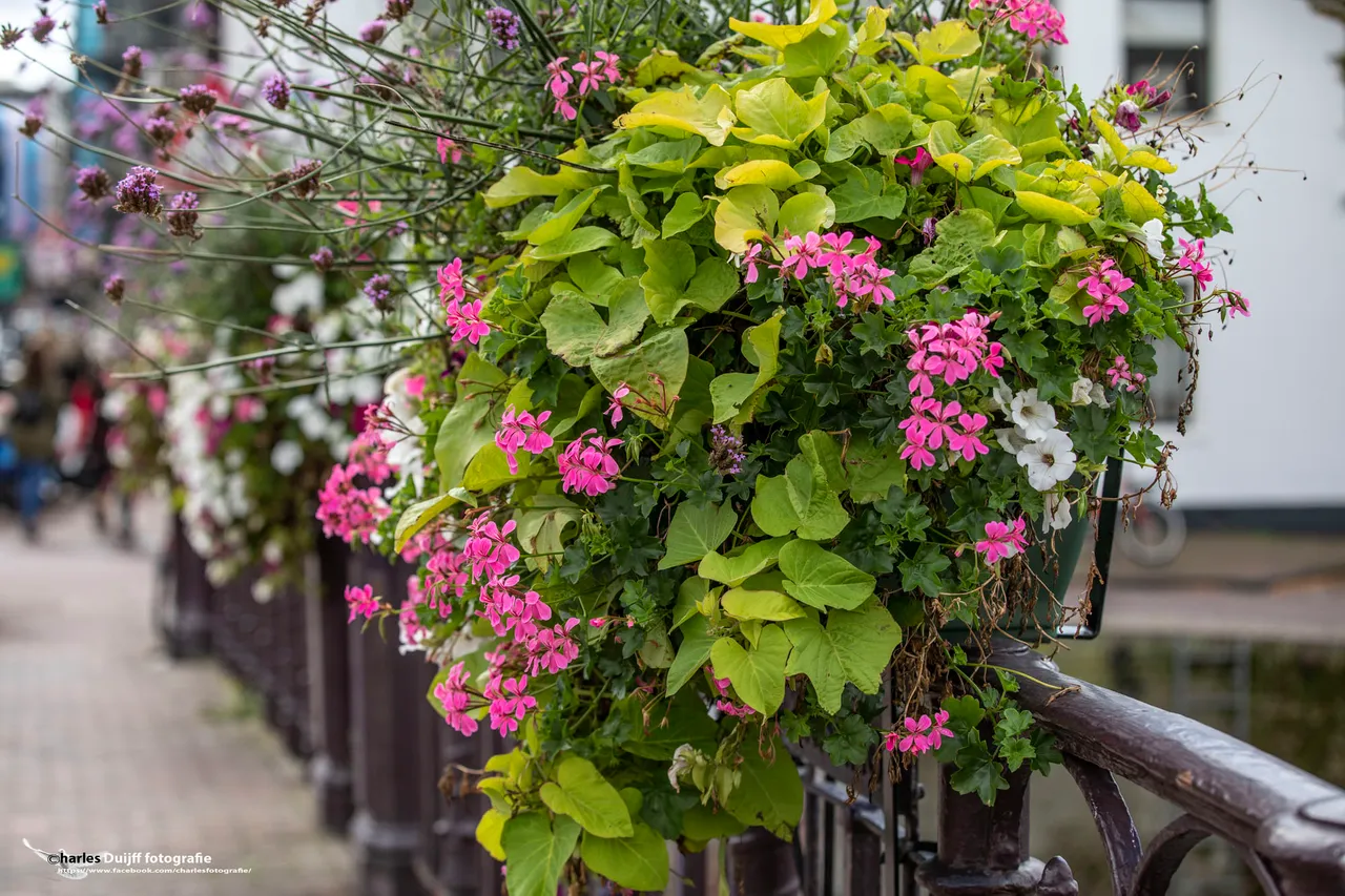bloemen brug