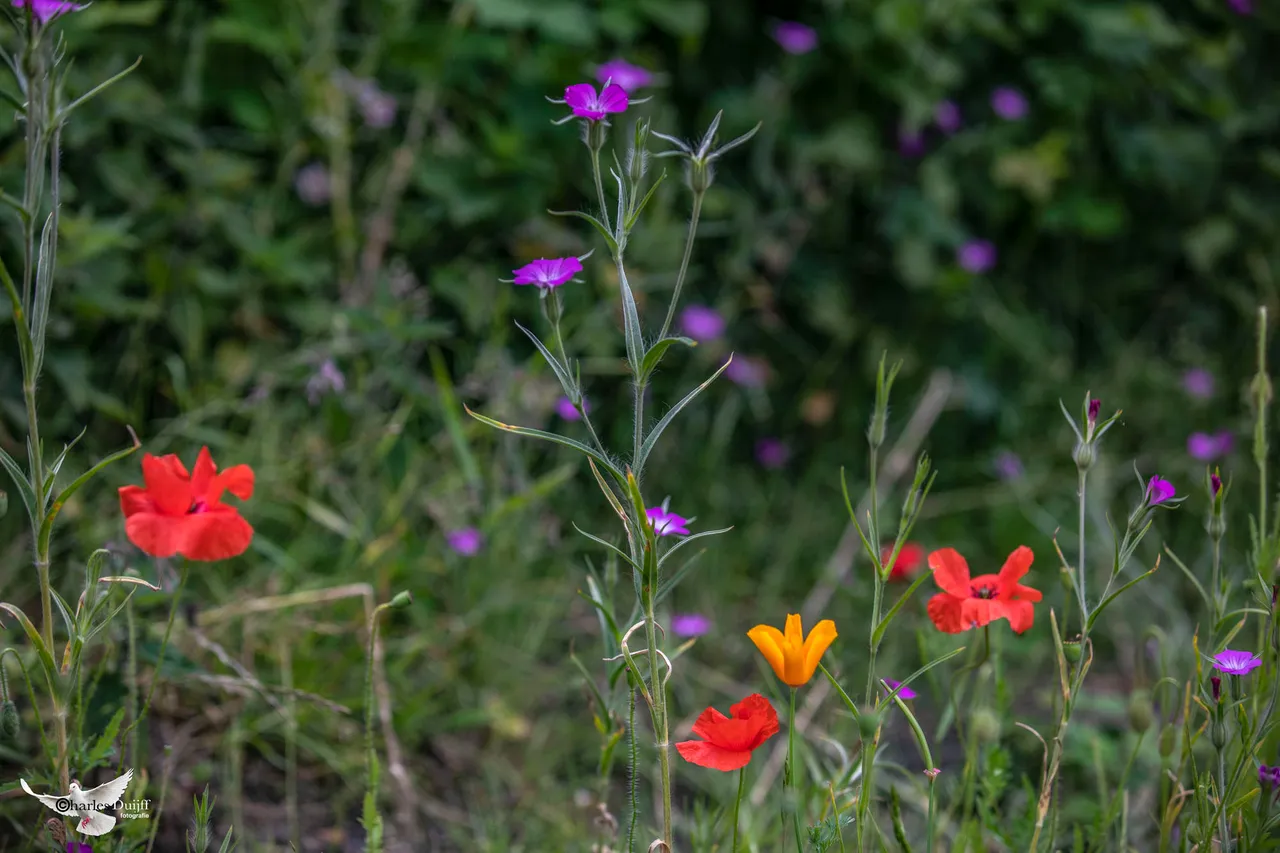 bloemen dichtbij