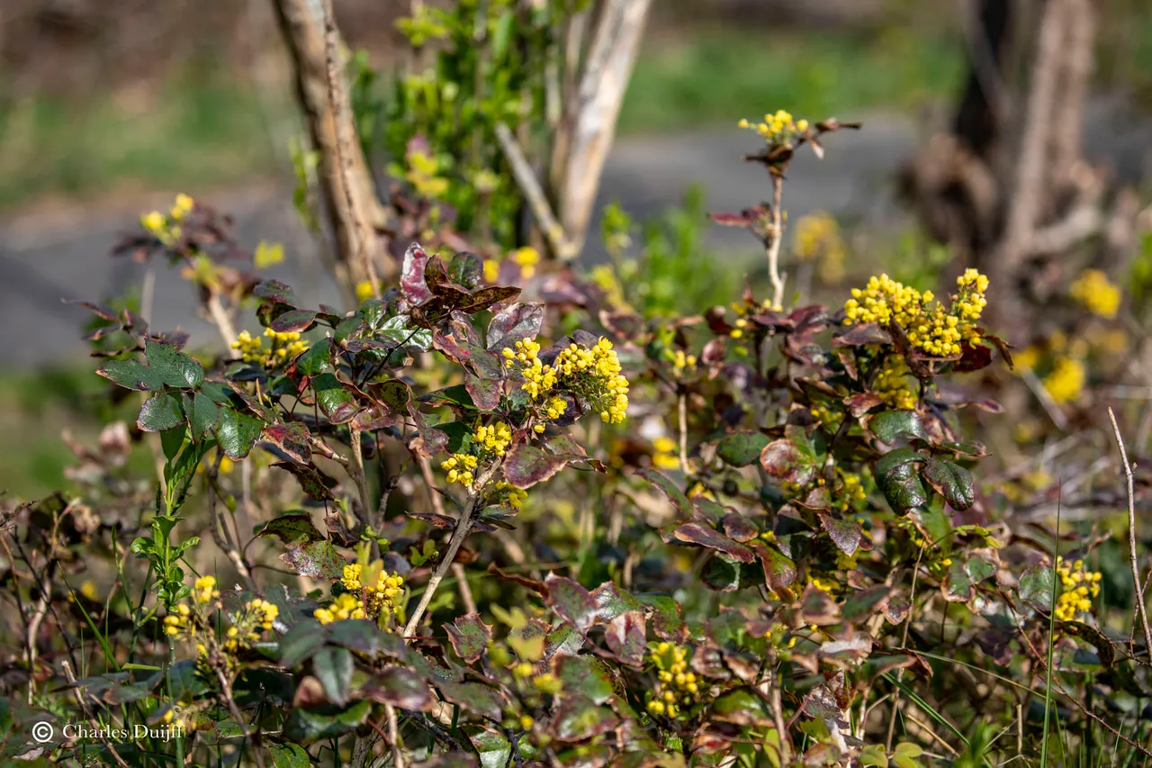 bloemen duingebied
