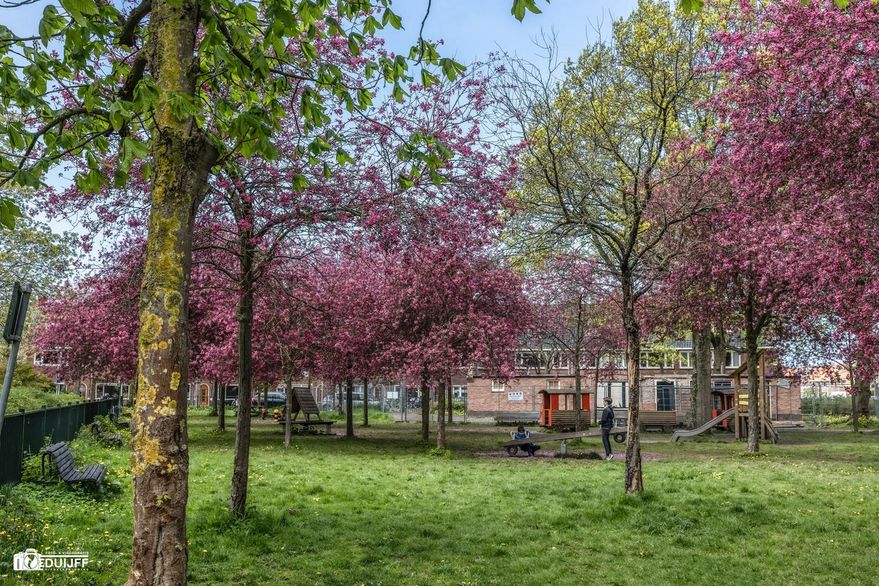 bloesem park