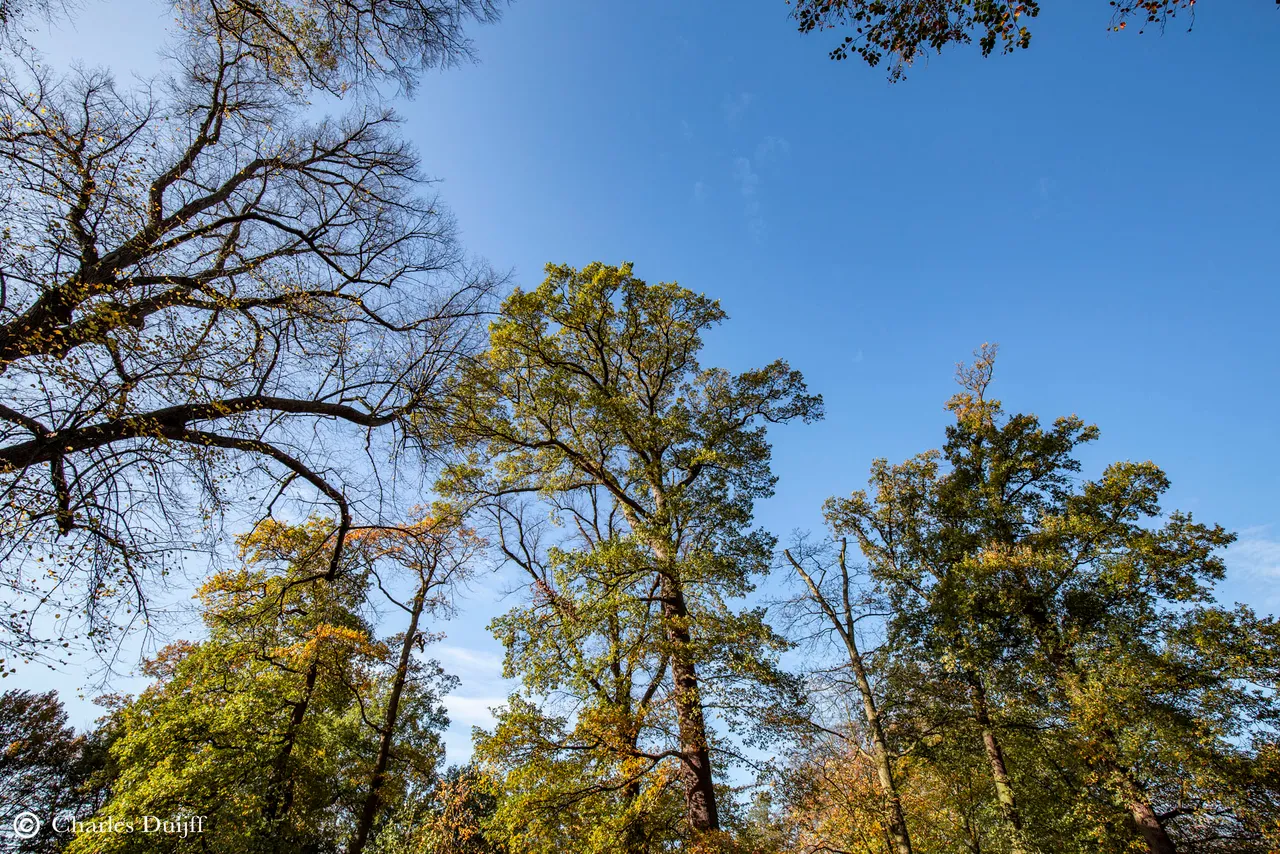 bomen en sky