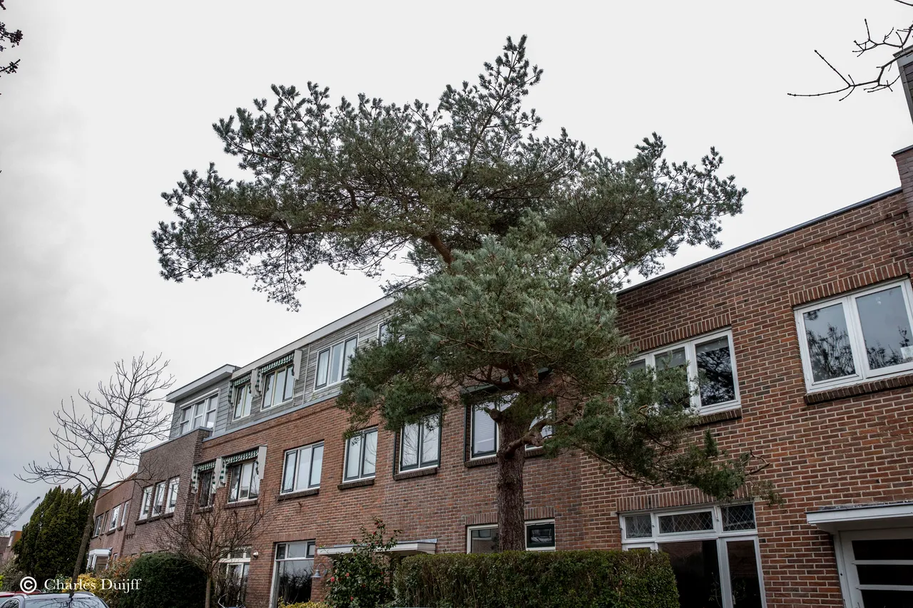 boom v t hoffstraat