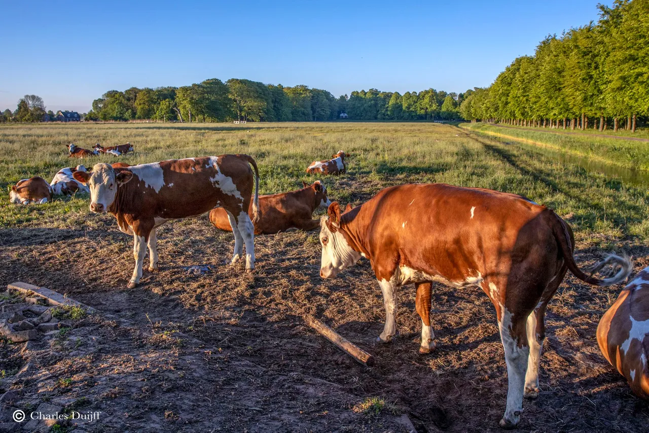 cows
