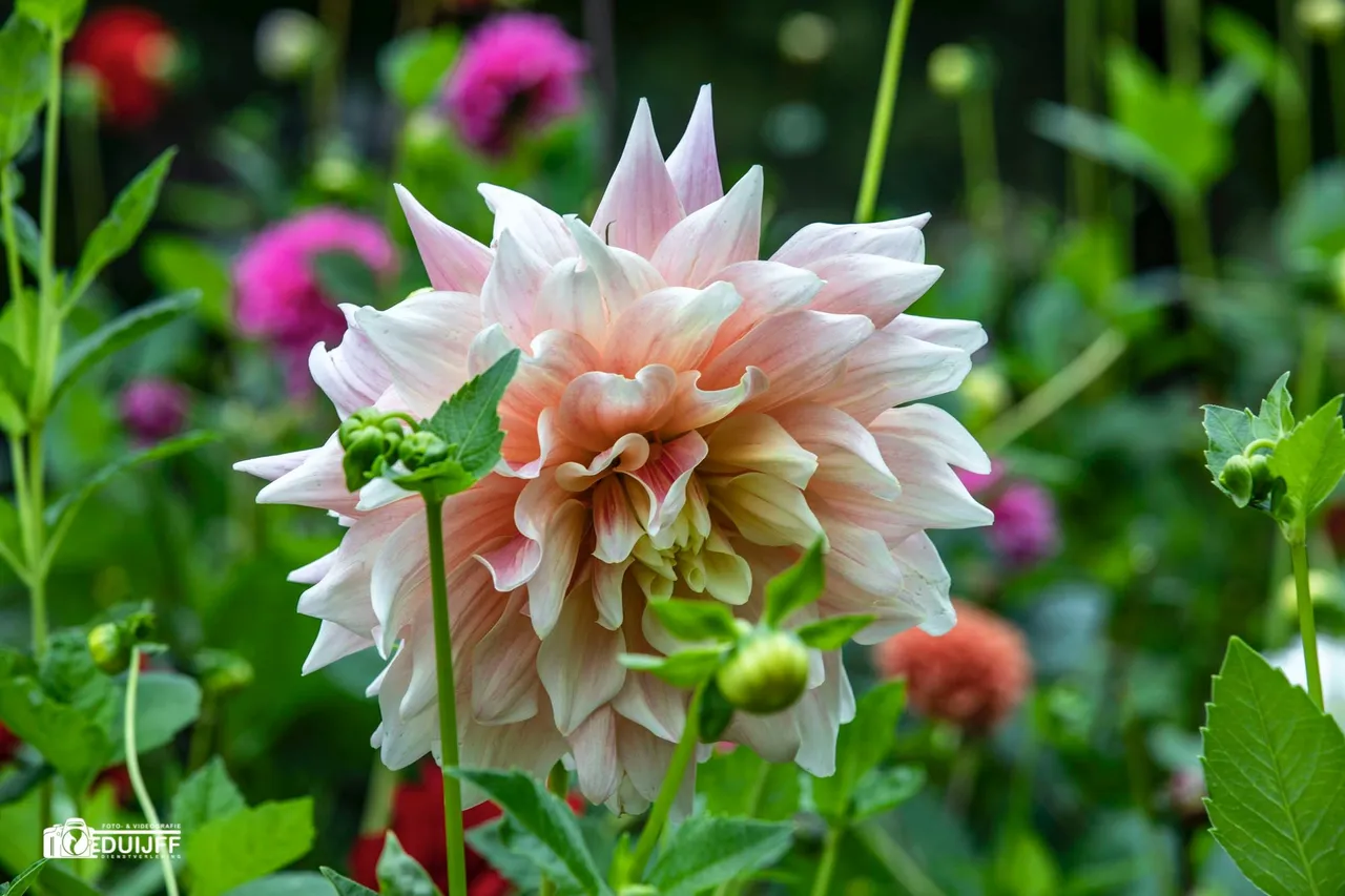 dahlia groot