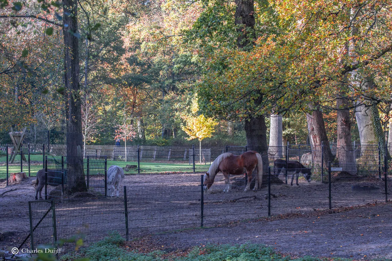 dieren2