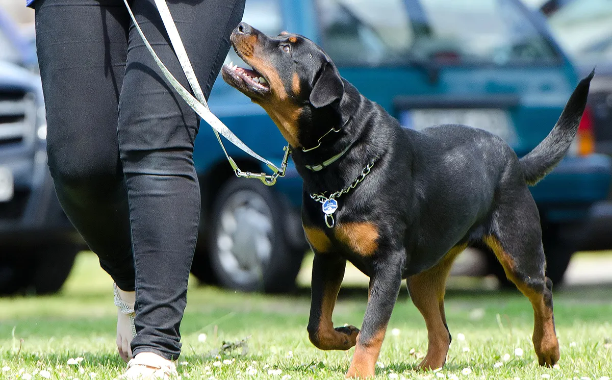dog school 672716 1920 pixa