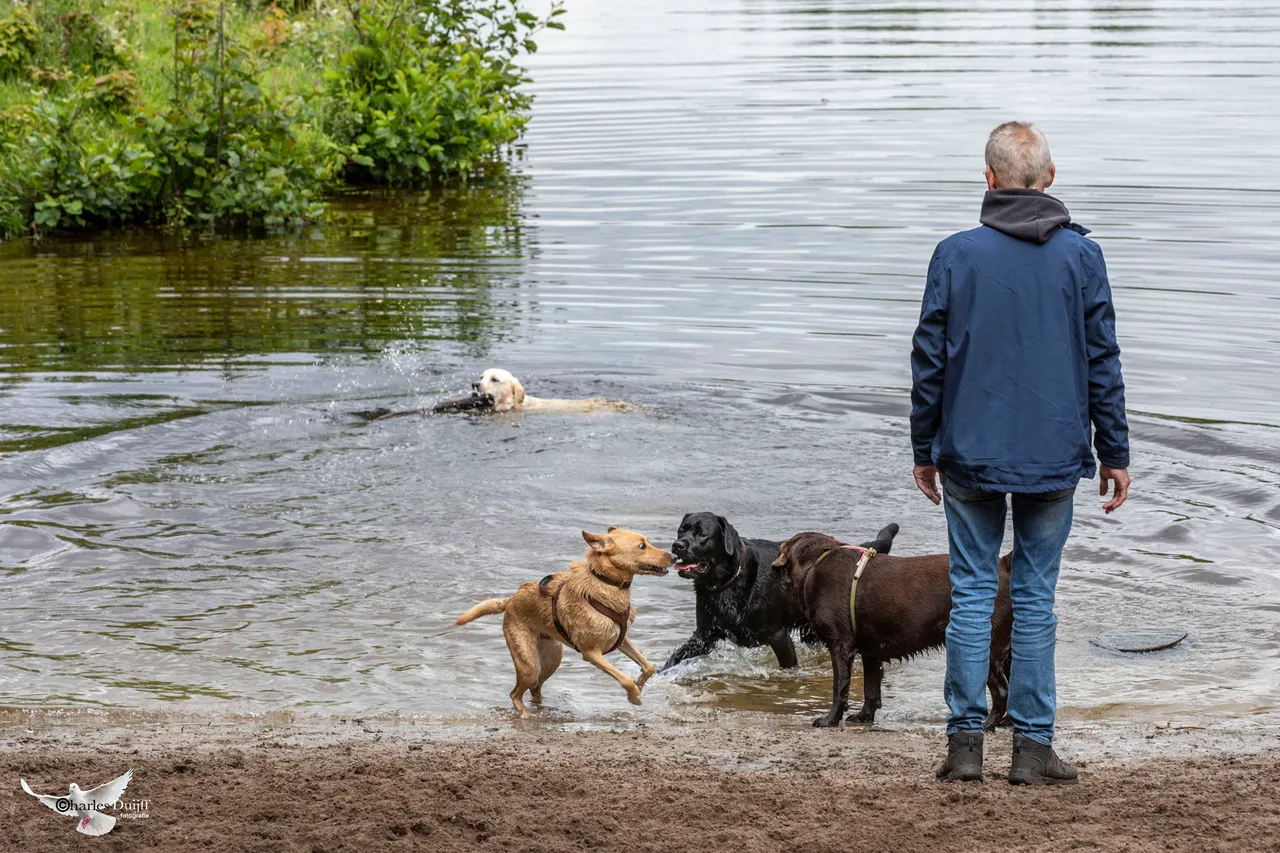 dogs